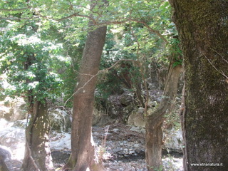 ldaia del Drago19-07-2015 11-39-42